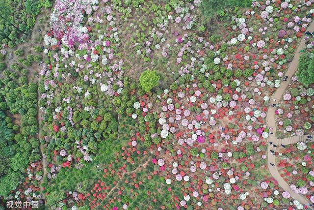 杜鹃花的介绍-杜鹃花的风水学应用，杜鹃花 百度百科（重庆：大片杜鹃花林荫下盛开）