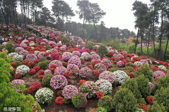 杜鹃花的介绍-杜鹃花的风水学应用，杜鹃花 百度百科（重庆：大片杜鹃花林荫下盛开）