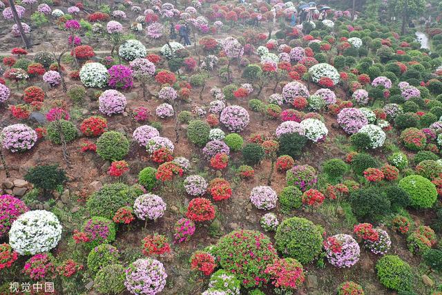 杜鹃花的介绍-杜鹃花的风水学应用，杜鹃花 百度百科（重庆：大片杜鹃花林荫下盛开）