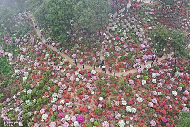 杜鹃花的介绍-杜鹃花的风水学应用，杜鹃花 百度百科（重庆：大片杜鹃花林荫下盛开）