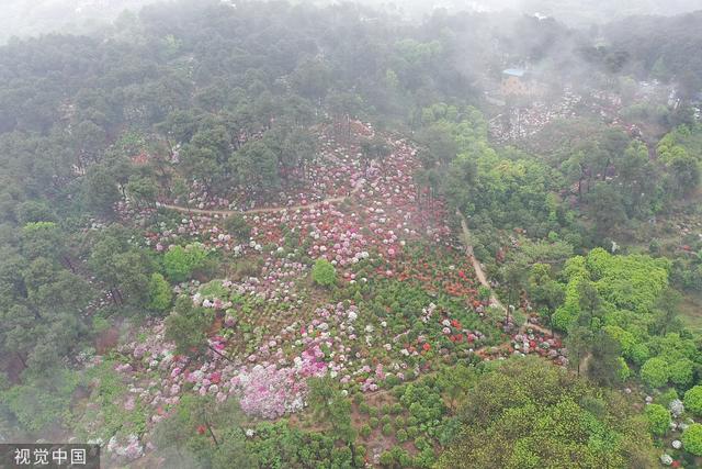 杜鹃花的介绍-杜鹃花的风水学应用，杜鹃花 百度百科（重庆：大片杜鹃花林荫下盛开）