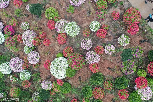 杜鹃花的介绍-杜鹃花的风水学应用，杜鹃花 百度百科（重庆：大片杜鹃花林荫下盛开）