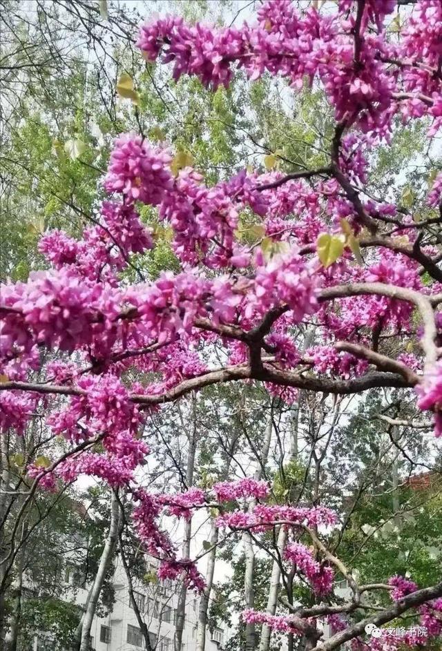 紫荆花爱情花语，遇见紫荆