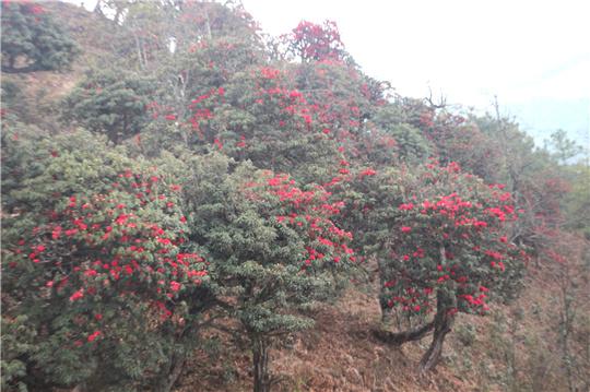 红杜鹃花的寓意和象征 红杜鹃花的寓意和象征简述，红杜鹃花的寓意和象征（又见山里杜鹃红）