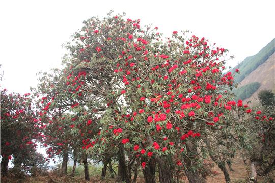 红杜鹃花的寓意和象征 红杜鹃花的寓意和象征简述，红杜鹃花的寓意和象征（又见山里杜鹃红）