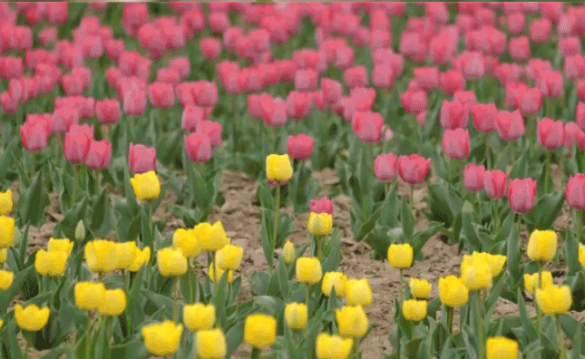 三门峡律师事务所排名（公示）