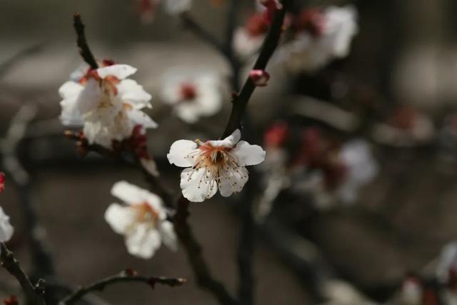 梅花和桃花的区别，桃花与梅花区别（梅、桃、杏、李、樱、海棠）