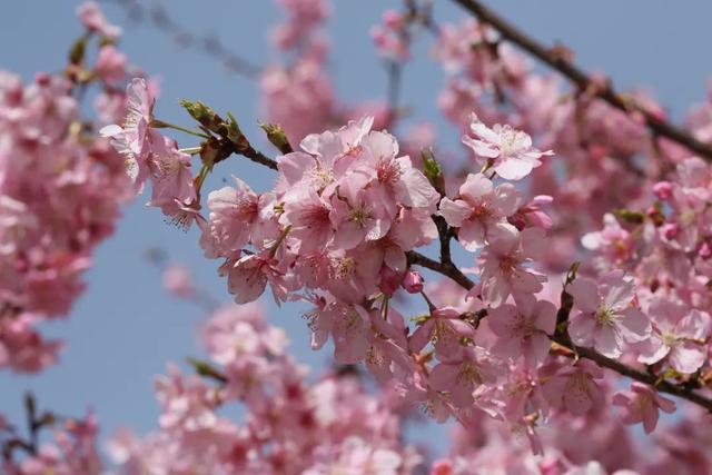 梅花和桃花的区别，桃花与梅花区别（梅、桃、杏、李、樱、海棠）