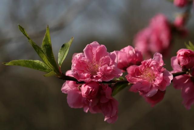 梅花和桃花的区别，桃花与梅花区别（梅、桃、杏、李、樱、海棠）