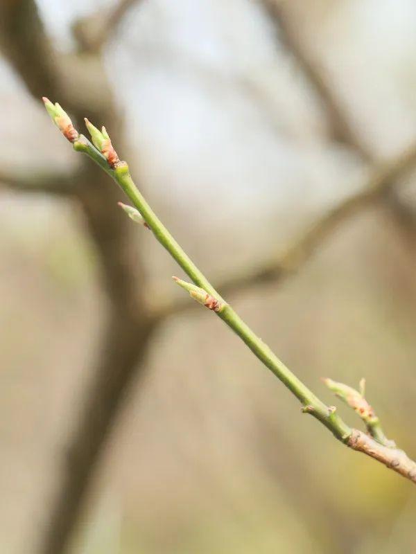 梅花和桃花的区别，桃花与梅花区别（梅、桃、杏、李、樱、海棠）