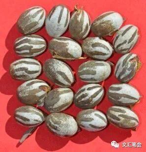 豪喇花枝的进化链，豪喇花枝几级进化（顶阳拉罐有啥可玩的，刘华杰）