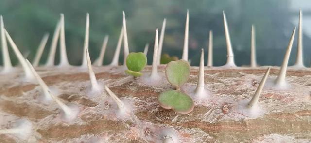 三不朽指的是什么意思，三不朽是指谁（做到“三不负”）