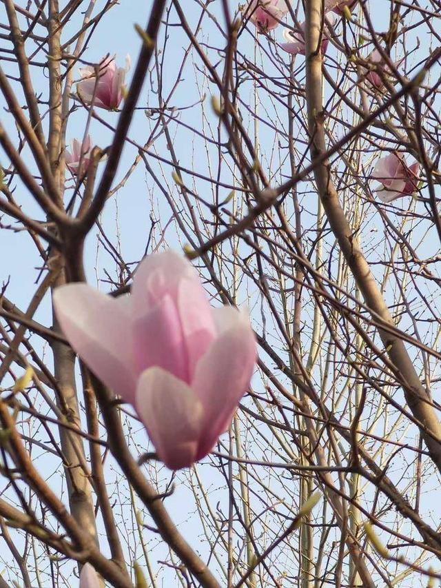 玉兰花的花语是什么，玉兰花的花语是什么意思啊（玉兰有花语）