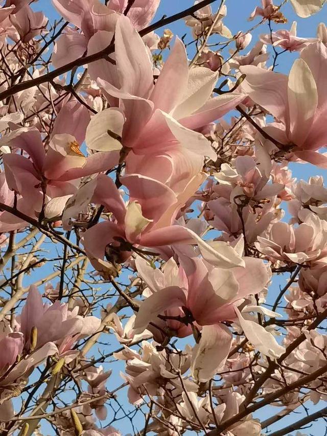 玉兰花的花语是什么，玉兰花的花语是什么意思啊（玉兰有花语）