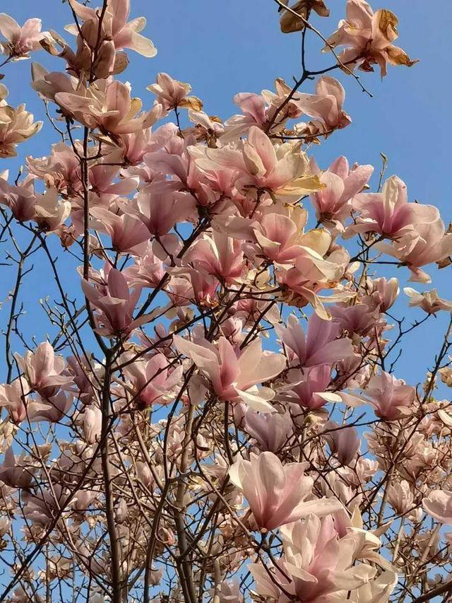 玉兰花的花语是什么，玉兰花的花语是什么意思啊（玉兰有花语）