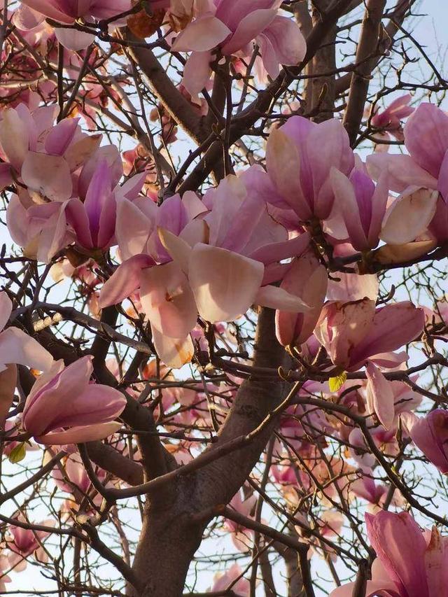 玉兰花的花语是什么，玉兰花的花语是什么意思啊（玉兰有花语）