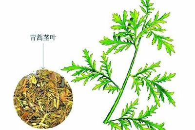 青蒿的功效与作用，青蒿里的春滋味