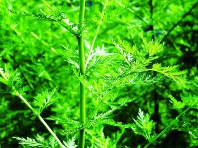 青蒿的功效与作用，青蒿里的春滋味