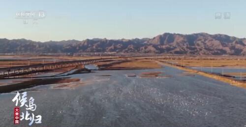 哪些是候鸟，还有什么是候鸟（小家伙们过得怎么样）