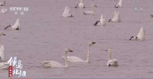 哪些是候鸟，还有什么是候鸟（小家伙们过得怎么样）