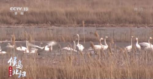 哪些是候鸟，还有什么是候鸟（小家伙们过得怎么样）