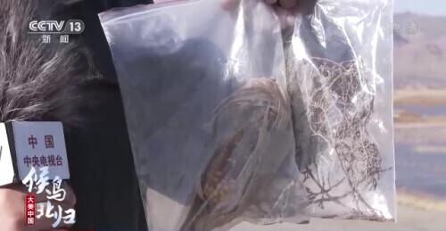 哪些是候鸟，还有什么是候鸟（小家伙们过得怎么样）