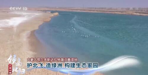 哪些是候鸟，还有什么是候鸟（小家伙们过得怎么样）