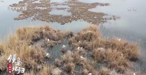 哪些是候鸟，还有什么是候鸟（小家伙们过得怎么样）