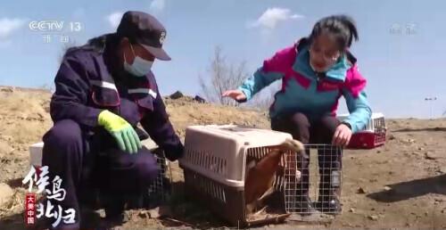 哪些是候鸟，还有什么是候鸟（小家伙们过得怎么样）