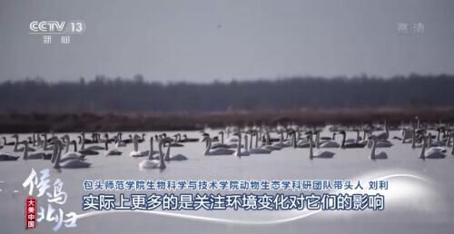 哪些是候鸟，还有什么是候鸟（小家伙们过得怎么样）