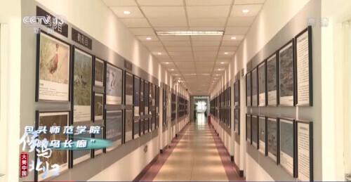 哪些是候鸟，还有什么是候鸟（小家伙们过得怎么样）