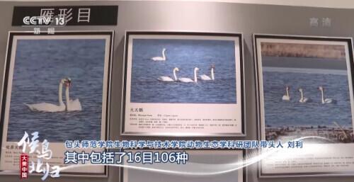 哪些是候鸟，还有什么是候鸟（小家伙们过得怎么样）