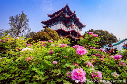 洛阳牡丹花期是几月份，洛阳牡丹几月开花（洛阳：控花期牡丹已连片开放）