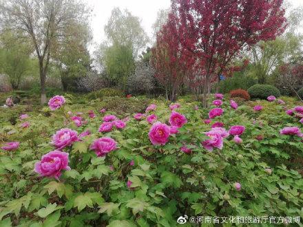 洛阳牡丹花期是几月份，洛阳牡丹几月开花（洛阳：控花期牡丹已连片开放）