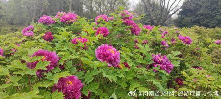 洛阳牡丹花期是几月份，洛阳牡丹几月开花（洛阳：控花期牡丹已连片开放）