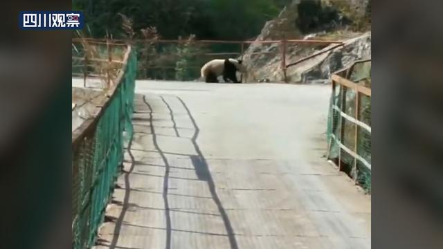 大熊猫是怎么走路的（平武野生大熊猫下山过桥）