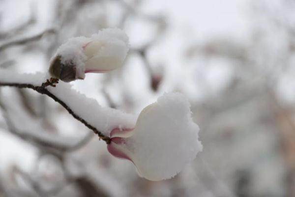 桃花在几点开花，桃花几点开花（桃花杏花樱花傻傻分不清楚）