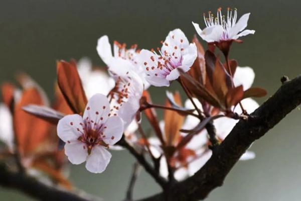 桃花在几点开花，桃花几点开花（桃花杏花樱花傻傻分不清楚）