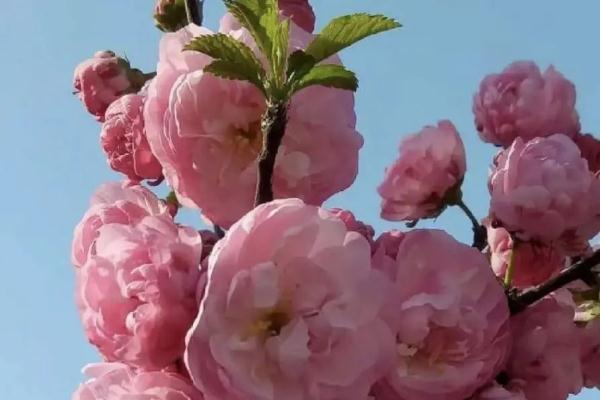 桃花在几点开花，桃花几点开花（桃花杏花樱花傻傻分不清楚）