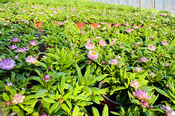 廊坊市是哪个省，廊坊在哪个省份哪个市（“美丽经济”盎然绽放）