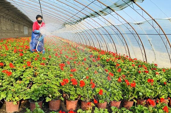 廊坊市是哪个省，廊坊在哪个省份哪个市（“美丽经济”盎然绽放）