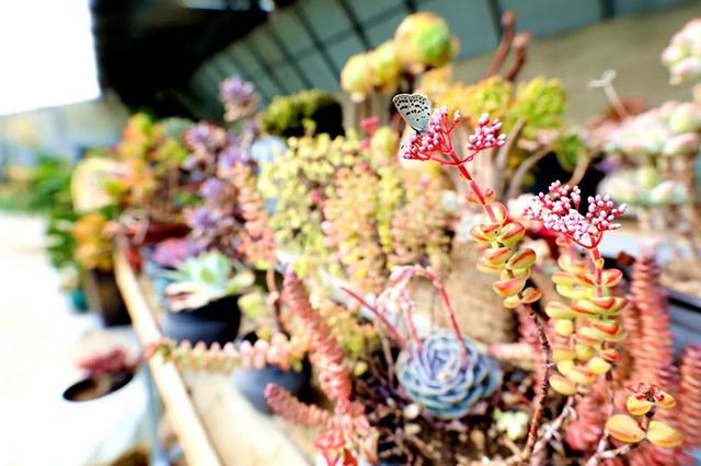 廊坊市是哪个省，廊坊在哪个省份哪个市（“美丽经济”盎然绽放）