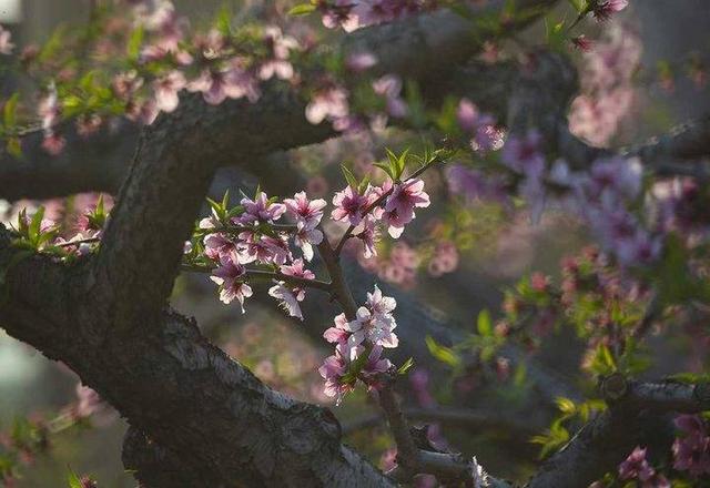春天的故事，春天的故事教案（春天的故事中的一位老人是谁）
