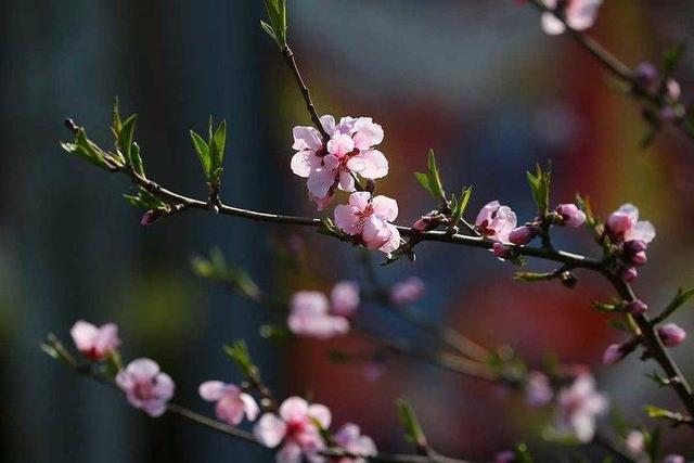 春天的故事，春天的故事教案（春天的故事中的一位老人是谁）