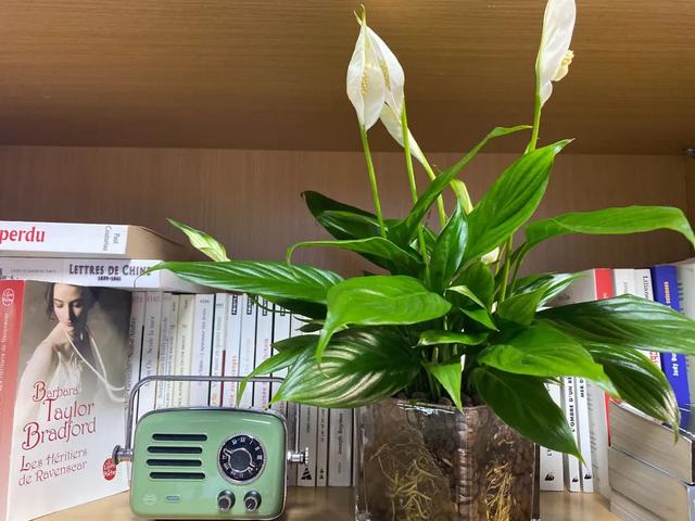 开书店需要具备什么条件，怎样才能开书店（疫情后，我开了三家书店）