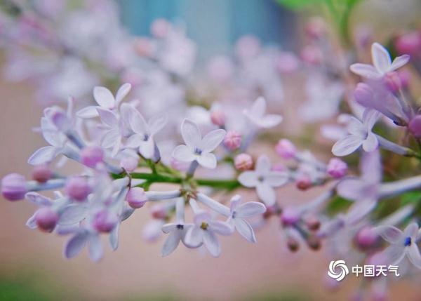 丁香的花语是什么，丁香花的花语是啥（北京街头丁香悄然绽放）