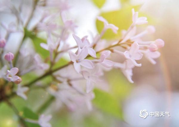 丁香的花语是什么，丁香花的花语是啥（北京街头丁香悄然绽放）