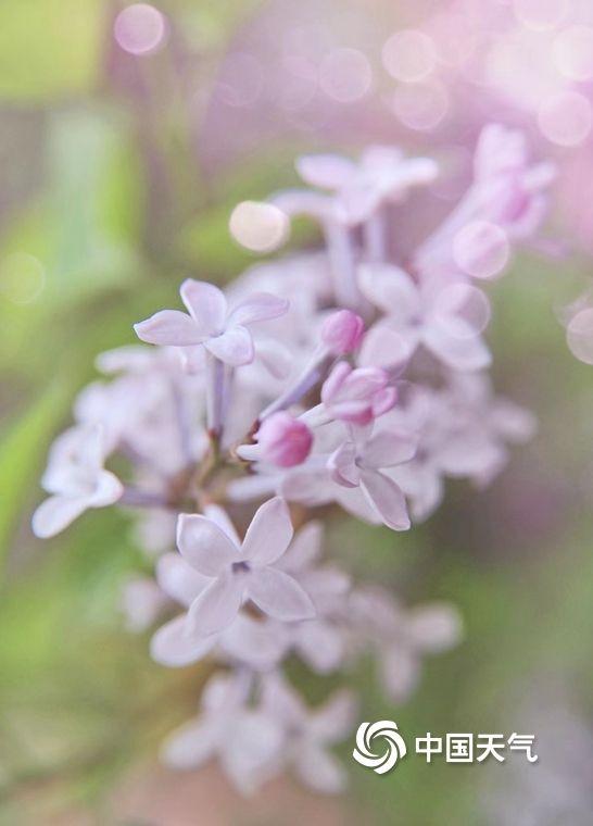 丁香的花语是什么，丁香花的花语是啥（北京街头丁香悄然绽放）