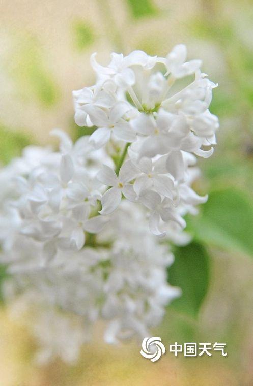 丁香的花语是什么，丁香花的花语是啥（北京街头丁香悄然绽放）