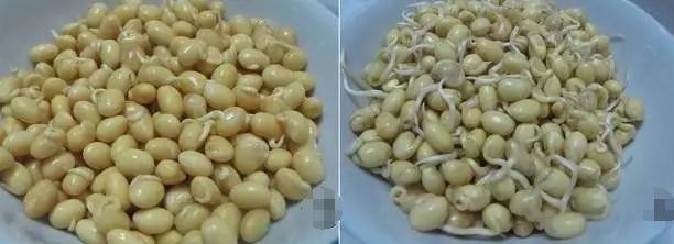 自制黄豆芽，自制黄豆芽几天发芽（为你的餐桌添个菜吧）